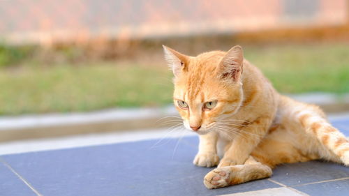 Close-up portrait of a cat looking away