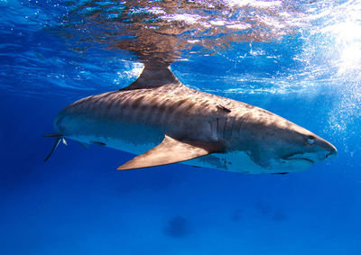 Fish swimming in sea