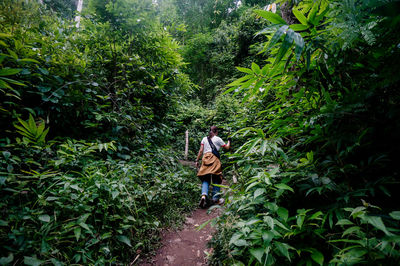 Man walking on footpath amidst trees in forest