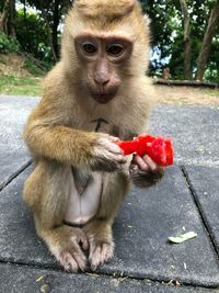 Monkey eating food