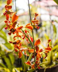 Close-up of red flowering plant