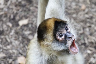 High angle view of monkey with mouth open