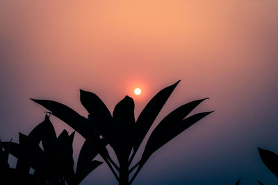 Close-up of silhouette plant against orange sky
