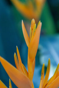 Close-up of orange flowering plant