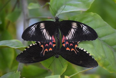 Close-up of butterfly on flower