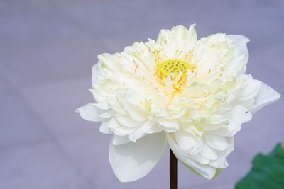 Close-up of white rose