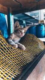 Cat resting on chair