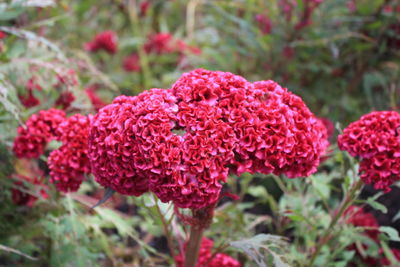 Close-up of red flowering plant