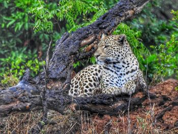 Two cats relaxing on tree