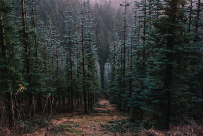 Trees in forest