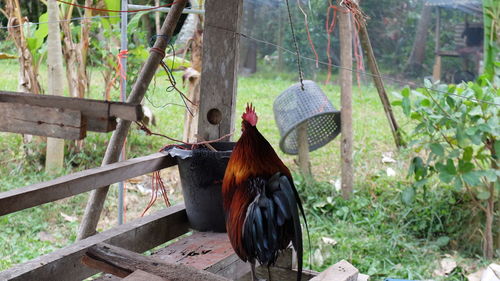 Bird perching on wood against trees