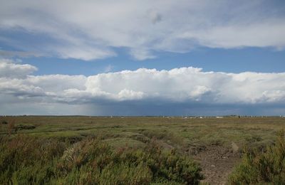 Scenic view of field against sky