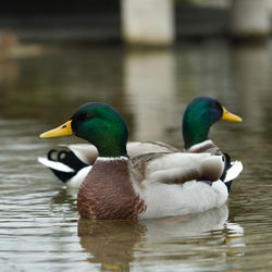 Male duck swimming in lake