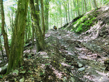 Man walking with bicycle on dirt road in forest