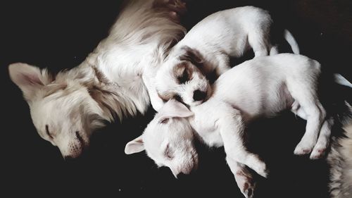 High angle view of dogs sleeping against black background