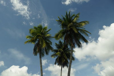 Low angle view of palm tree against sky