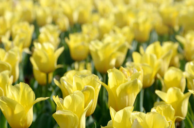Close-up of yellow tulips on field