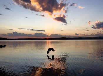 A bird skims lake macquarie at sunset in newcastle, australia 