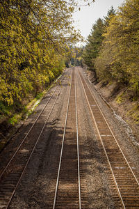 Railroad tracks along trees and plants