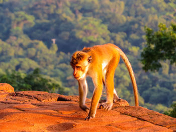 Monkey on a tree