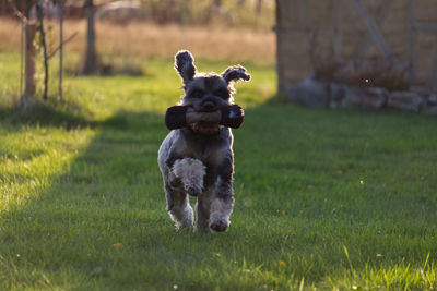 Dog running on field