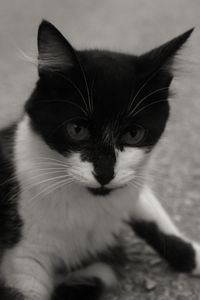 Close-up portrait of cat