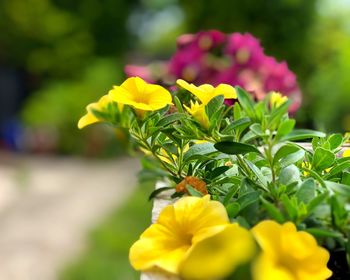 Close-up of yellow flowering plant