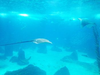 School of fish swimming in sea