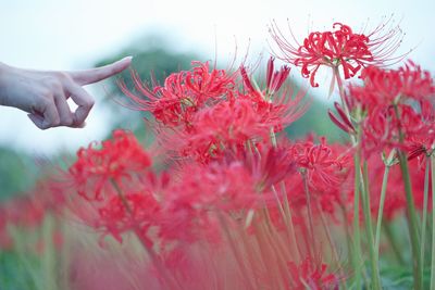 Close-up of hand holding red flowering plant