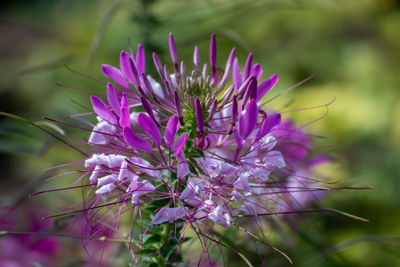 Close-up of purple flowering plant