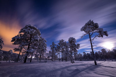 Trees on snow covered field against sky at night