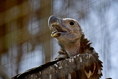 Bear headed vulture