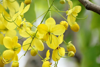 Close-up of yellow flowering plant