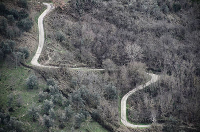 View of an animal on road
