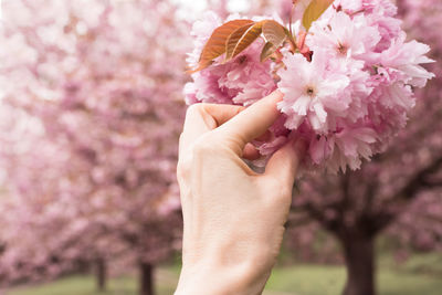 Close-up of hand holding cherry blossoms