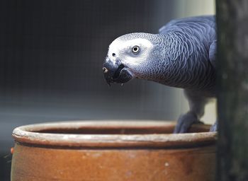 Close-up of african grey parrot perching on container in cage