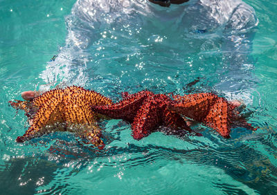 High angle view of star fish held on human hands