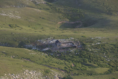 High angle view of horse on land