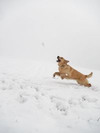 Golden retriever running on snow covered field