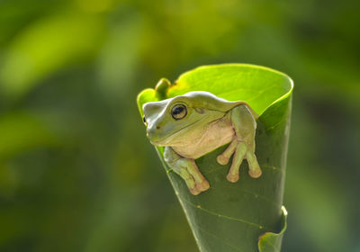 Close-up of frog on leaf