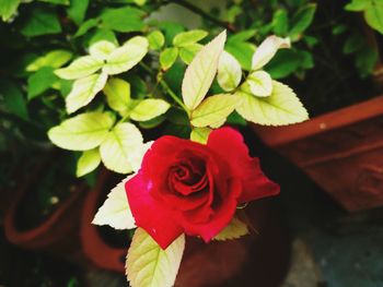 Close-up of red rose blooming outdoors