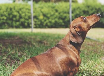 Side view of a dog looking up