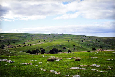 Sheep grazing on field against sky