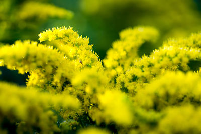 Close-up of yellow flowers