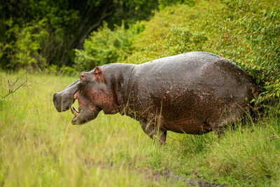 Hippo stands by bushes watching camera open-mouthed