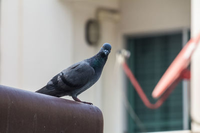 Close-up of bird perching