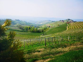 Scenic view of vineyard against sky