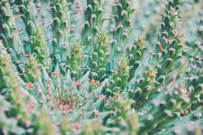 Close-up of succulent plant