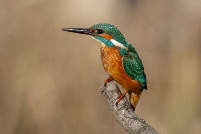 Close-up of bird perching on a branch