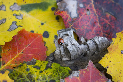 Close-up of autumn leaves